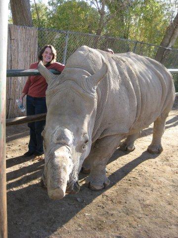 Rhinoceros